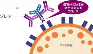 五十嵐内科 仙台市宮城野区福室 内科 呼吸器 循環器 土曜ＰＭ診療 喘息 高血圧症 糖尿病 脂質異常症 痛風 生活習慣病 肥満 ダイエット外来 睡眠時無呼吸症候群 発熱外来 健康診断 仙台市民健診 禁煙外来 ゾレアによる治療